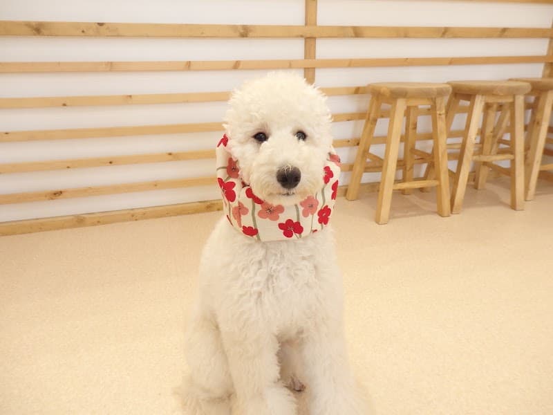 あいさに(DOG’S ROOM aisani)の写真
