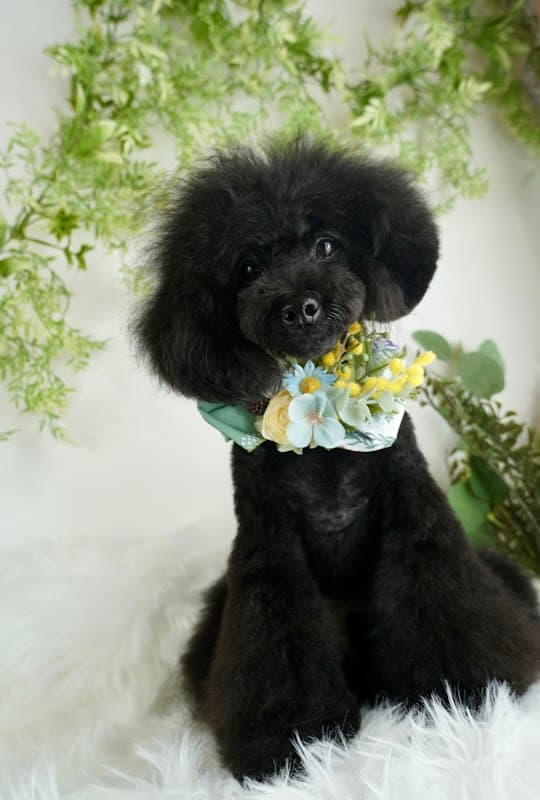 dog salon Arueの写真