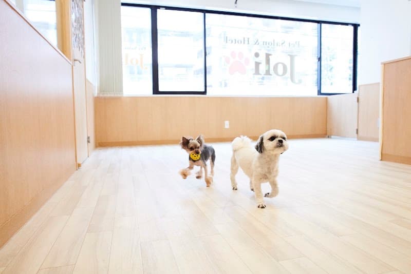 ペットサロン Joli(ジョリ)神楽坂店の写真