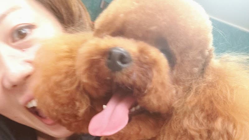 犬のとこやさんハッピーの写真