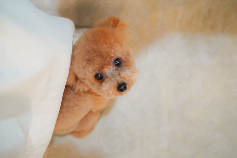 DallyFluffy (ダリーフラッフィ)トリミングと雑貨、植物のお店の写真