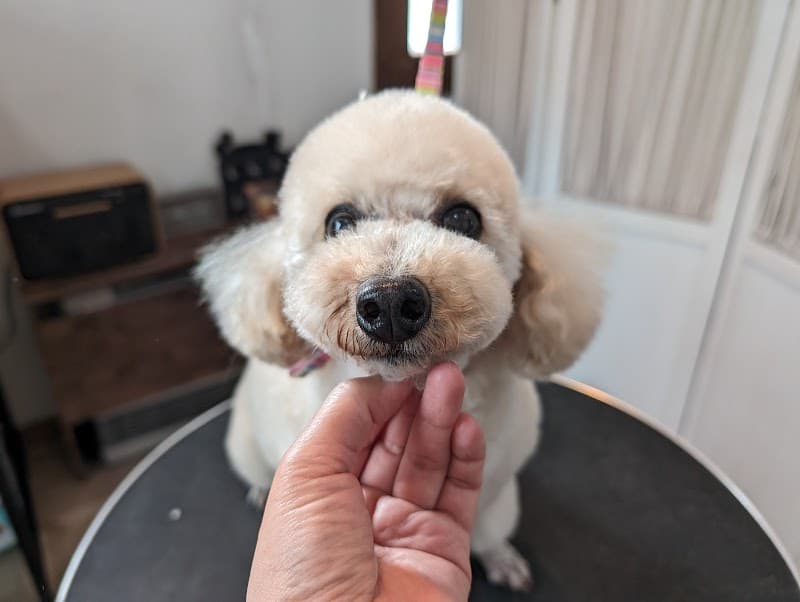dog salon cucuriの写真