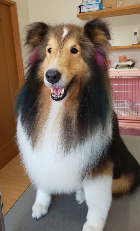 犬の美容室 SmileDog(スマイルドッグ)の写真