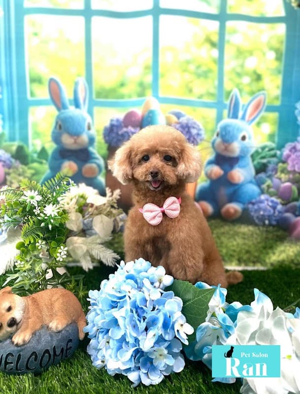 ペットサロンRanの写真