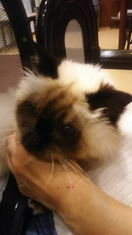 はる動物病院の写真