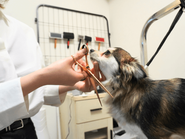Dog Salon リリーモモの写真