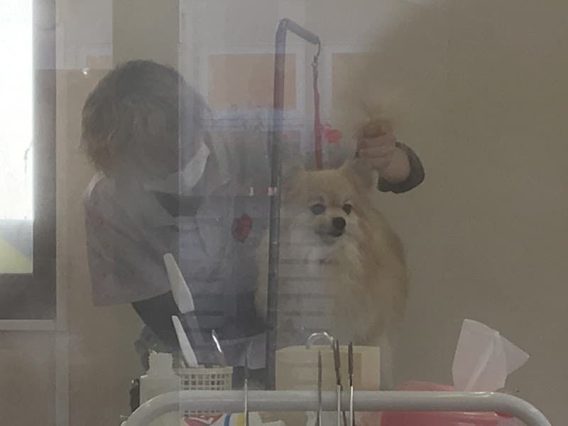 ペットサロンYoshiつねの写真