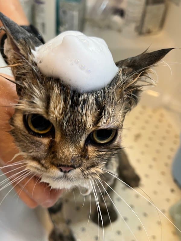 オッキブル猫専門店🐈キャットサロン・オッキブルの写真