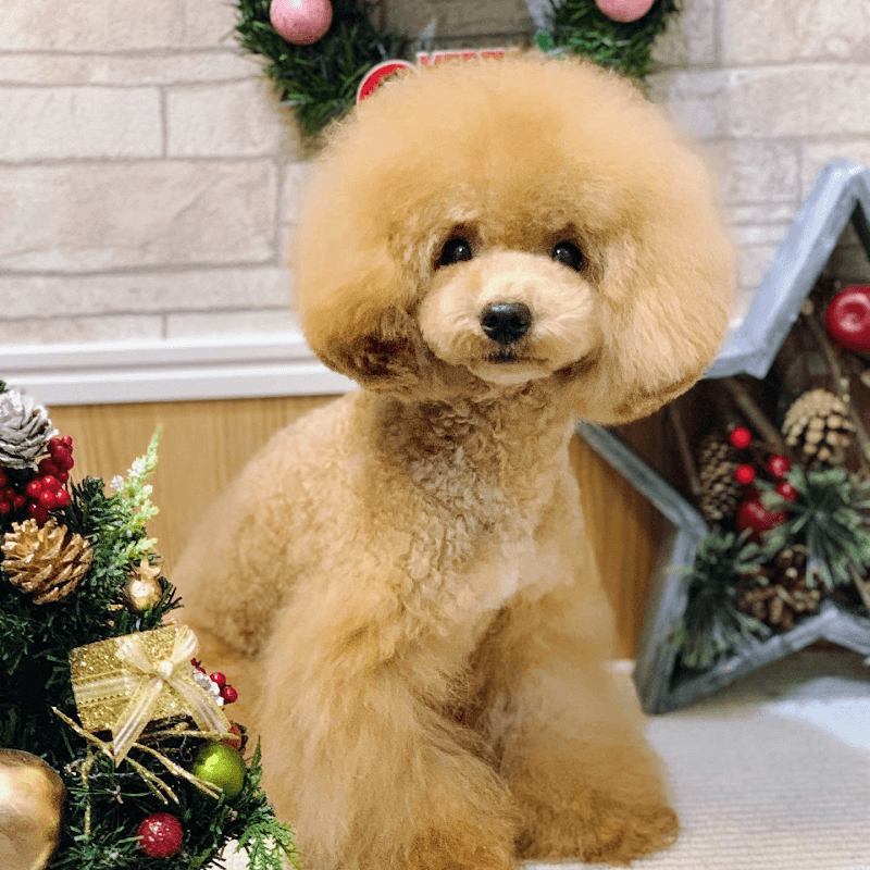 トリミングサロン プルートの写真