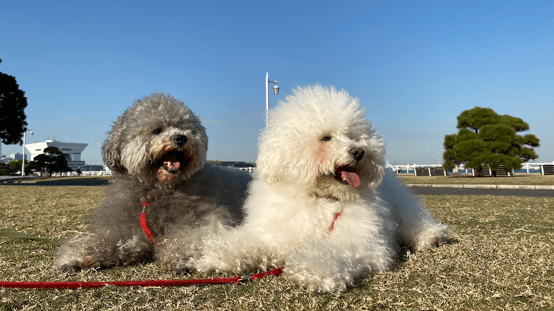 DOG LIFEの写真