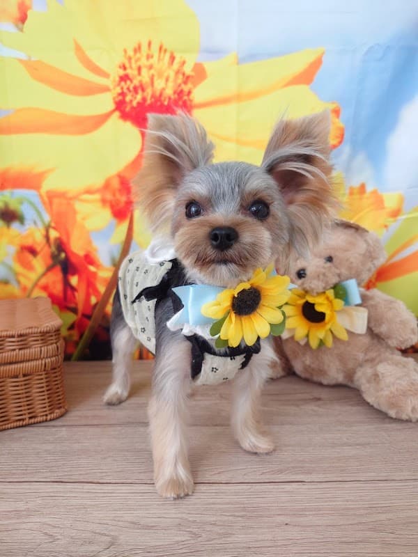 Pet Salon BiBiの写真