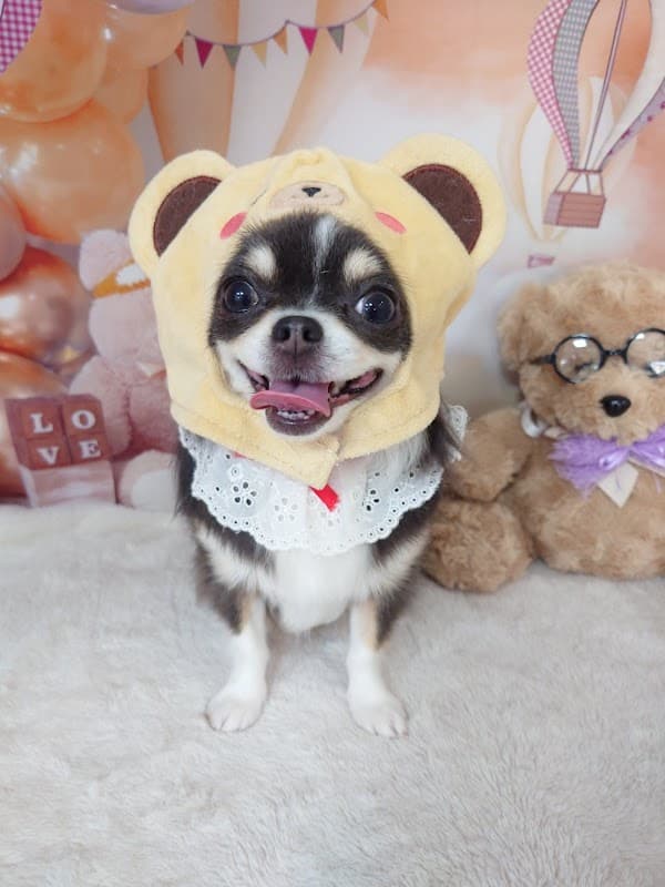 Pet Salon BiBiの店内・トリミングの様子(2枚目)