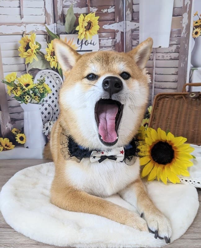 Pet Salon BiBiの写真3
