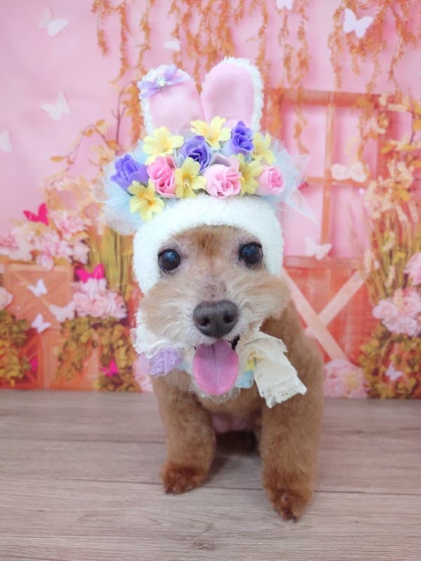Pet Salon BiBiの写真4