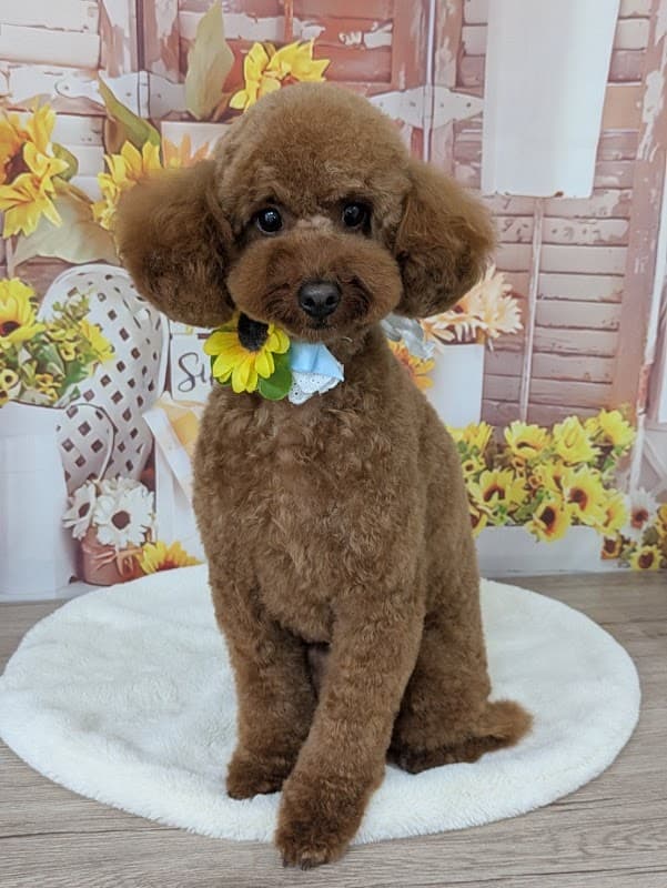 Pet Salon BiBiの写真5