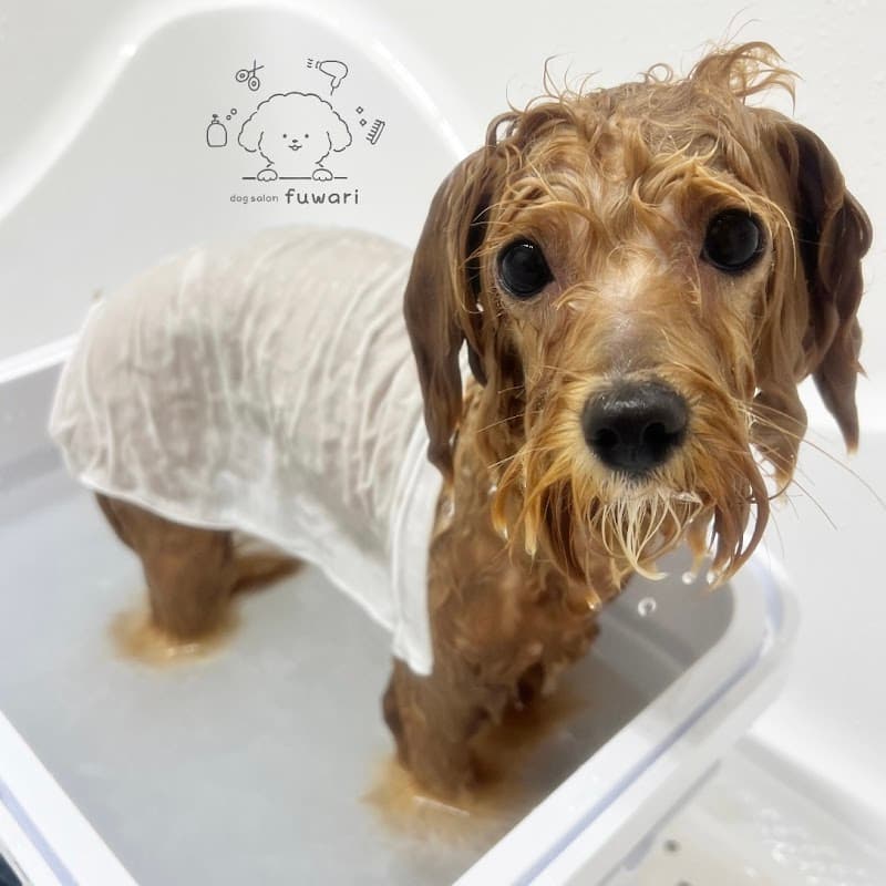 dog salon fuwariの写真2