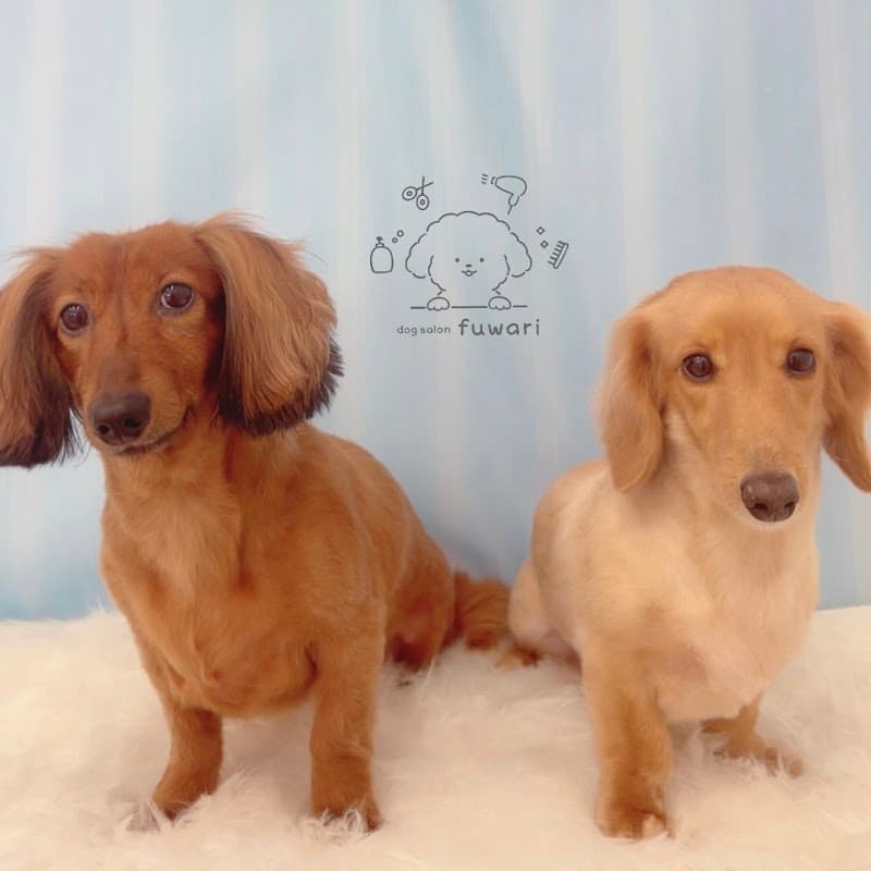 dog salon fuwariの写真3