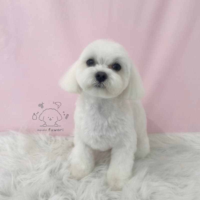 dog salon fuwariの写真4