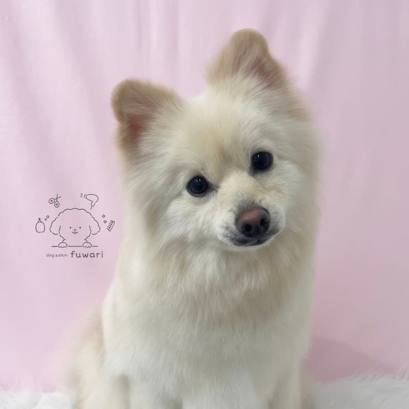 dog salon fuwariの写真5
