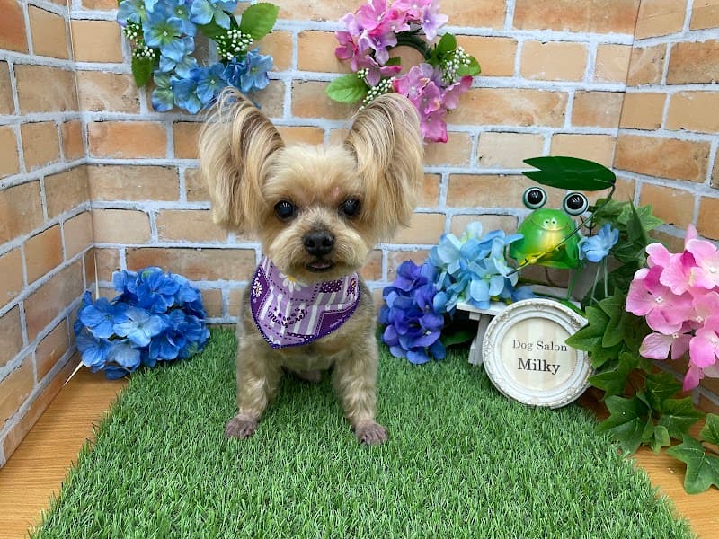 Dog Salon Milkyの写真