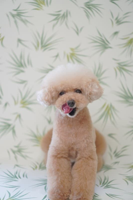 DogSalon Wagの写真