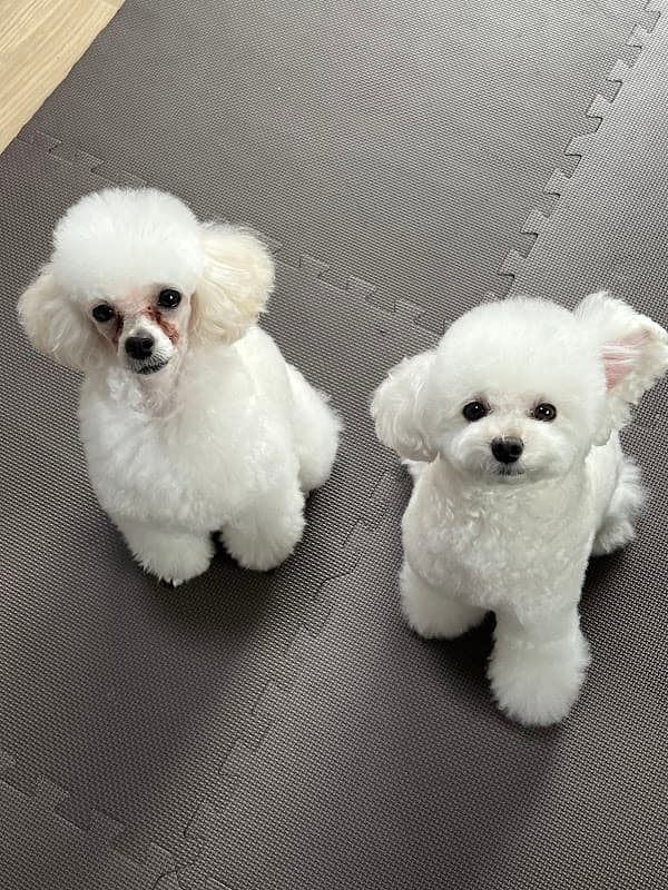トリミングサロン ichiの写真