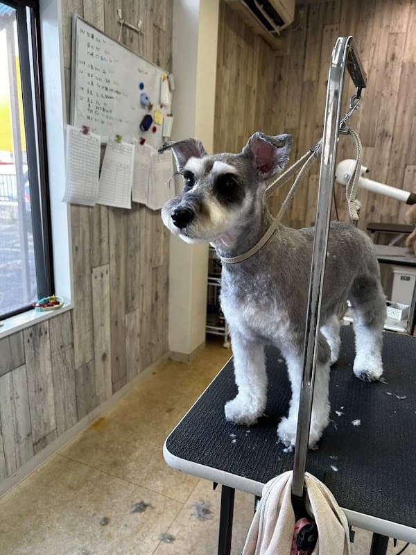 犬の美容室・エンジュの写真