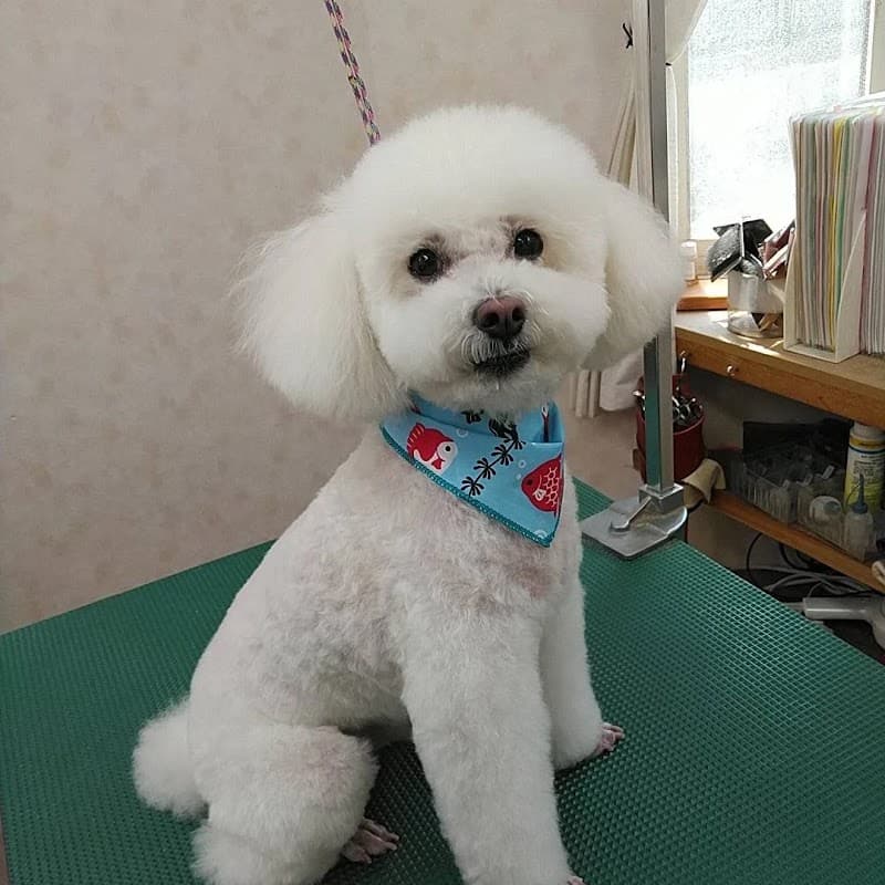 トリミングハウス ナノの写真