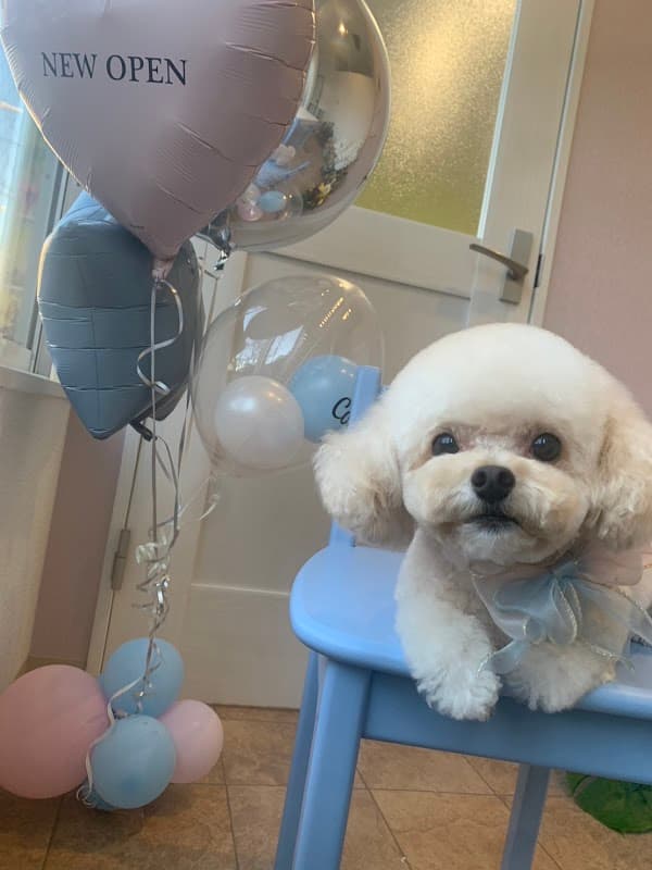 Dog salon nino·ninaの写真3