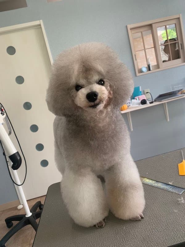 Dog salon nino·ninaの写真4