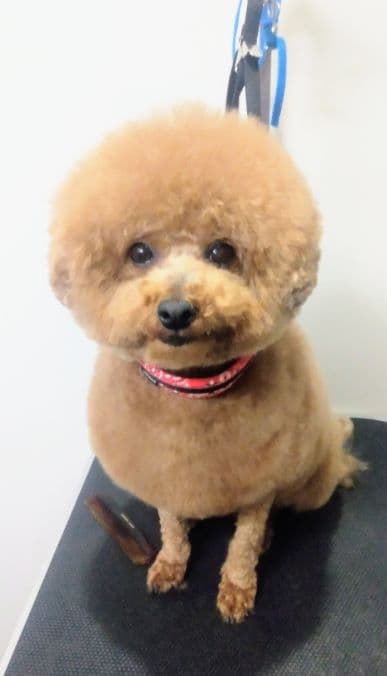 LaughMoFF ラフモフの写真