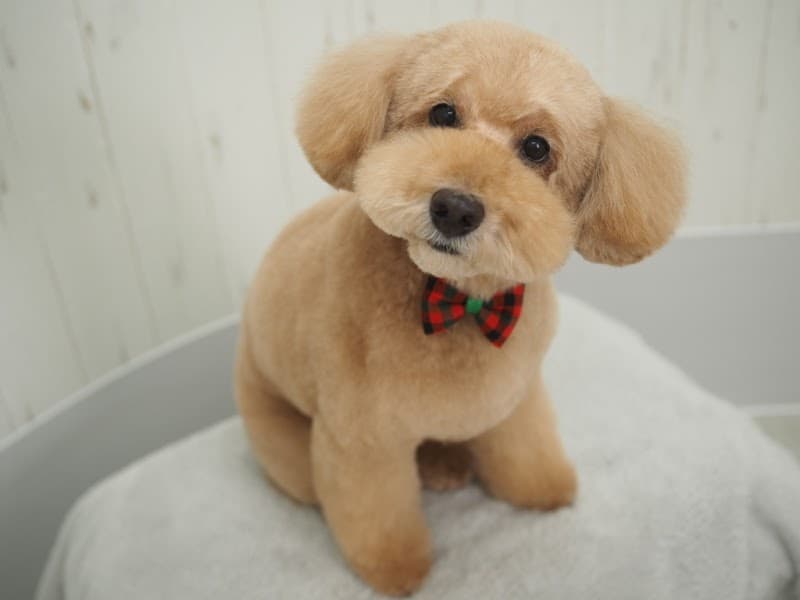 Dog Salon moimoi(モイモイ)の写真2