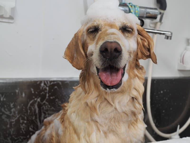 Dog Salon moimoi(モイモイ)の写真3