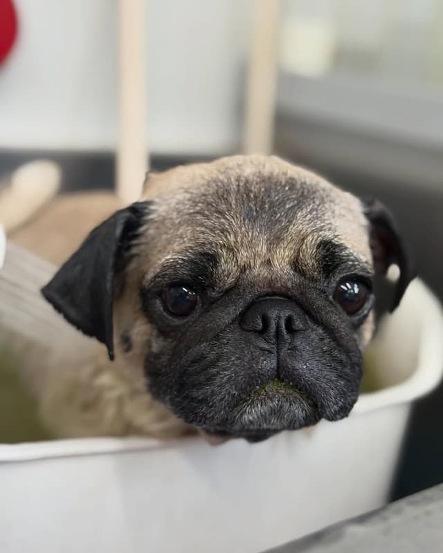 Dog Salon moimoi(モイモイ)の写真4