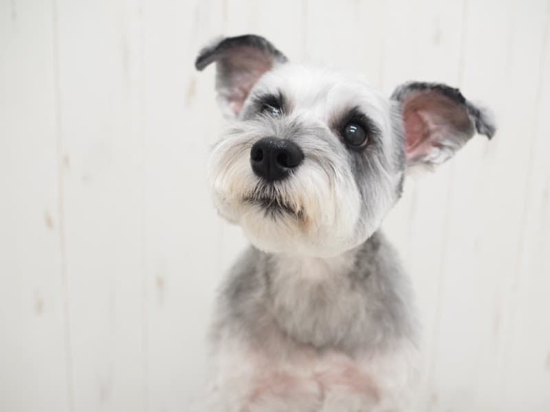 Dog Salon moimoi(モイモイ)の写真5