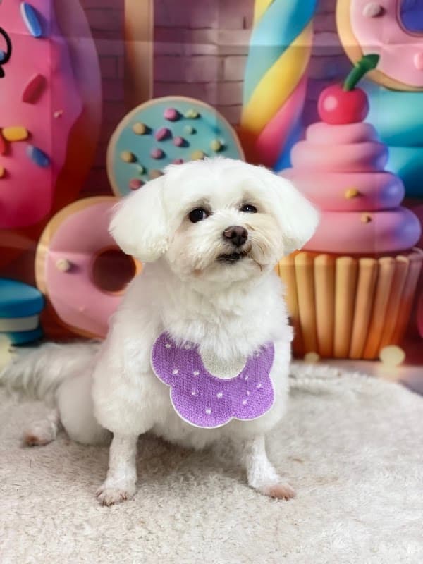 トリミングサロンブルーム青井店の写真5