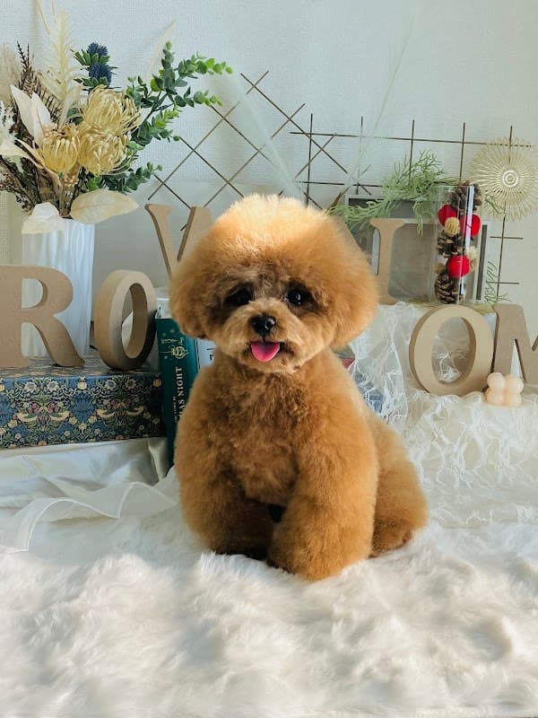 犬の床屋さん・WanRoomの写真