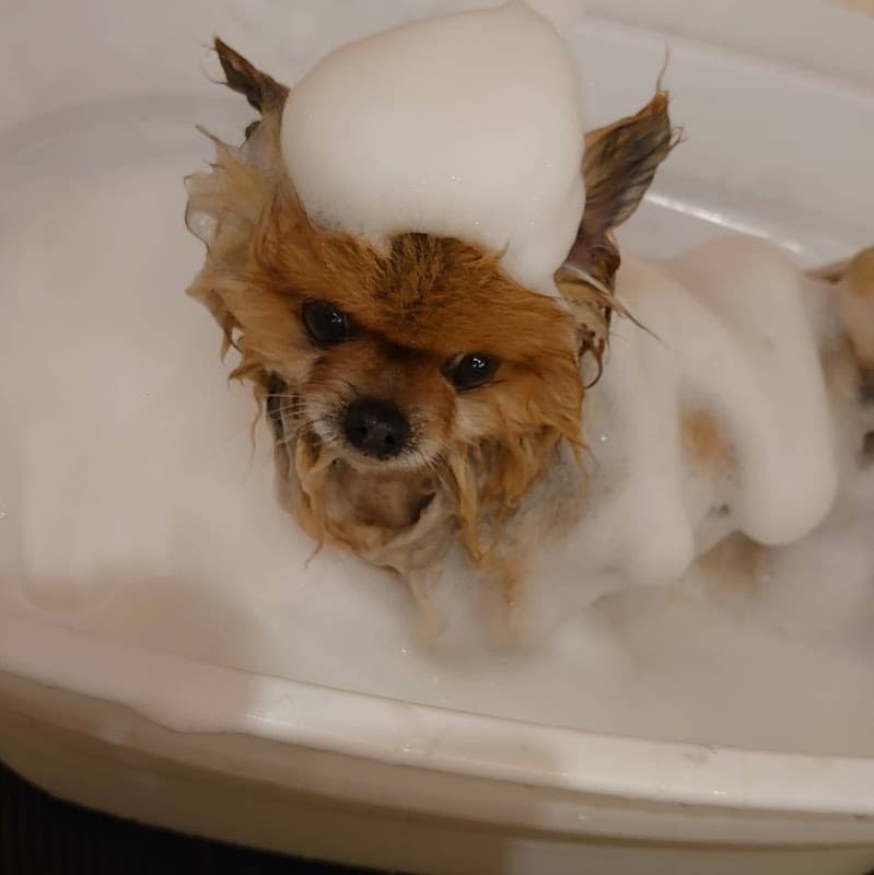 ほっとDOG 千代田区九段の写真4