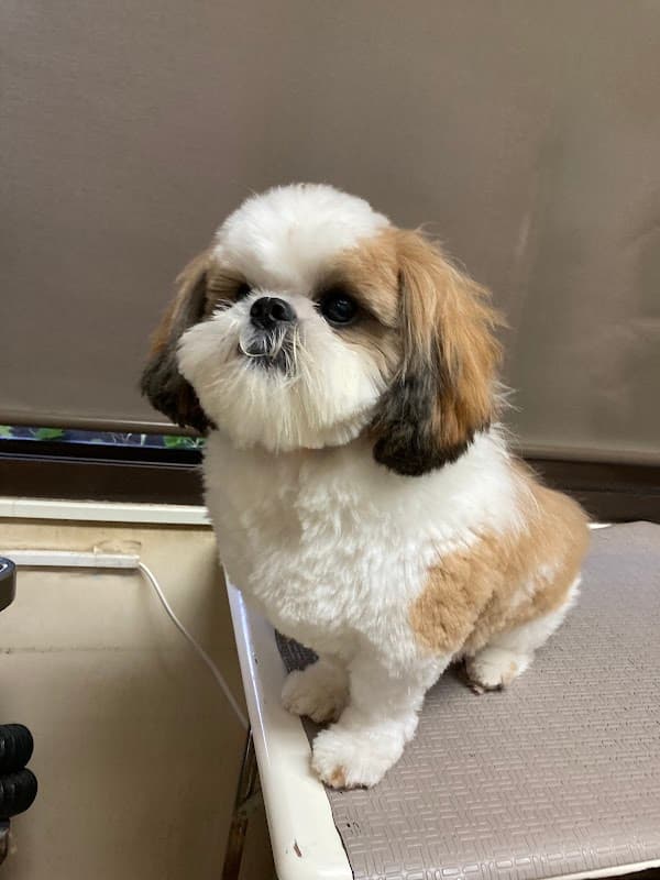 トリミングハウスわんこのいえの写真