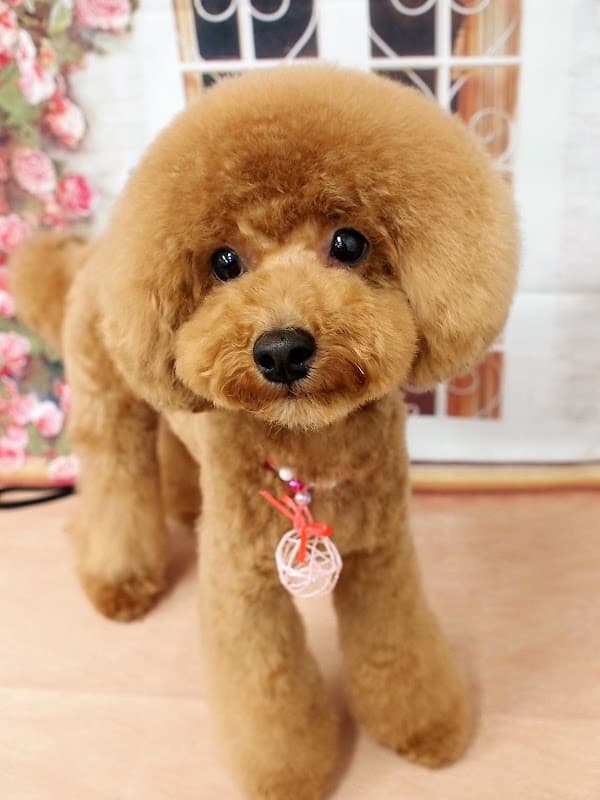 BUBBLES DOG川口店の写真1