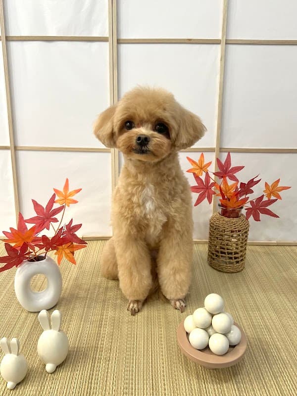dog funの写真2