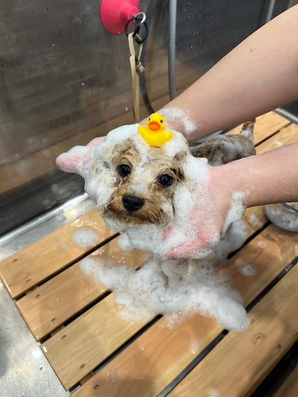 dog funの写真3