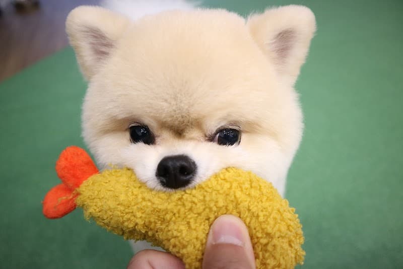 dog funの写真4