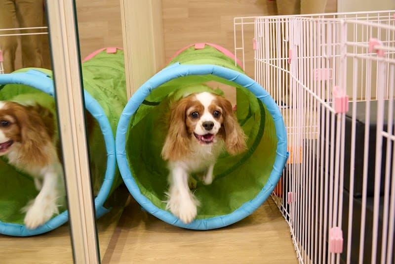 Dogalive Hillsの写真6