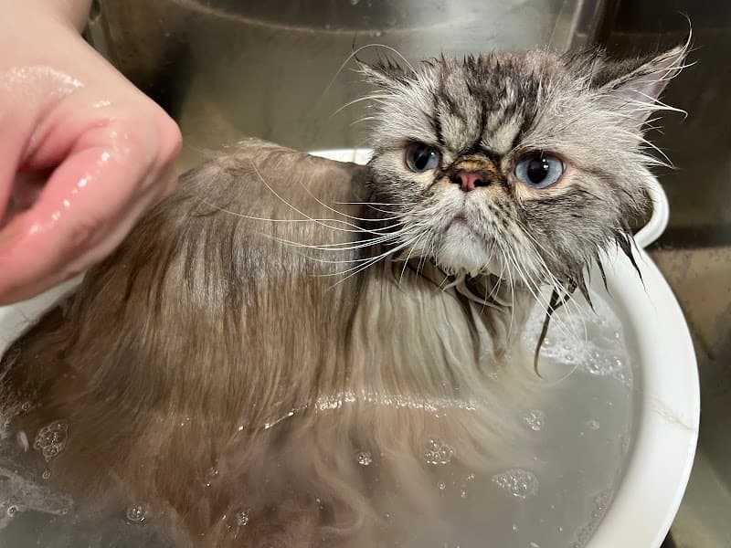 ねこにっき キャットサロン&ホテルの写真
