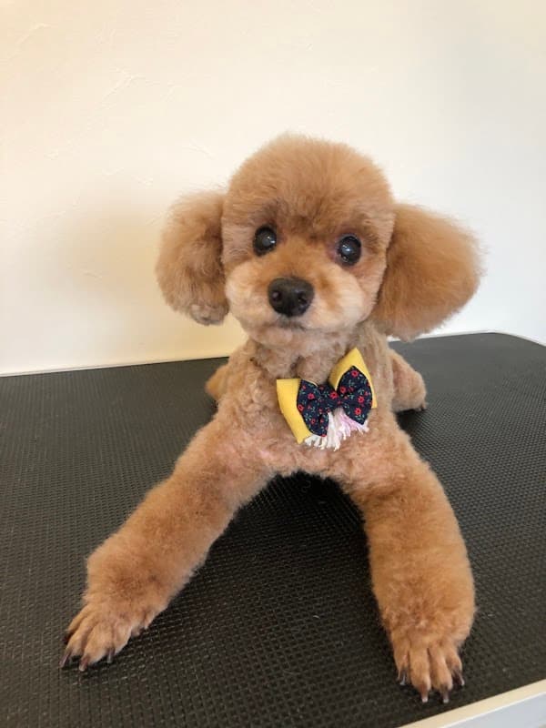 トリミングサロン DOG*ONEの写真