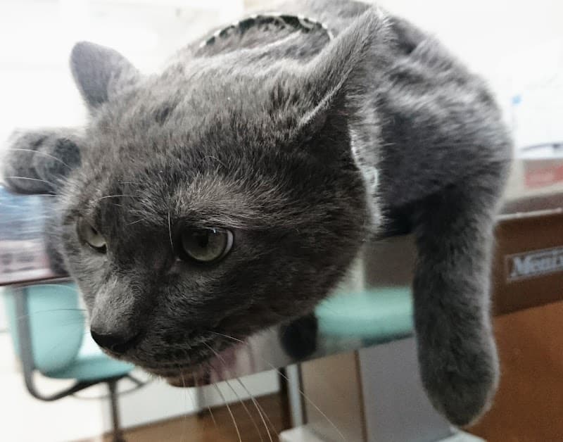 北の森どうぶつ病院の写真