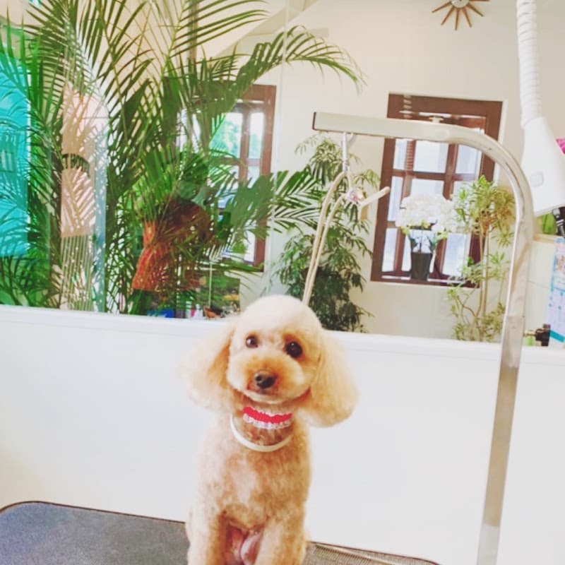 Dog Salon Macaronドッグサロン マカロンの写真1