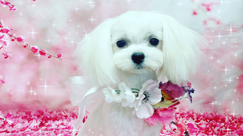 Trimming house SMILEY DOGの写真1