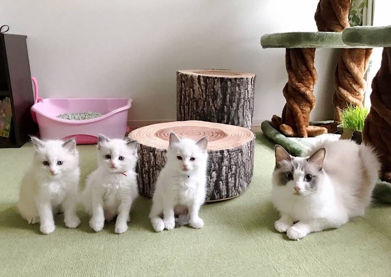 ペットシッター ペットホテル キャッテリー chat conciergeの写真